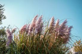 Pampas grass