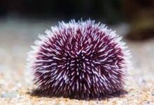 Sea Urchins